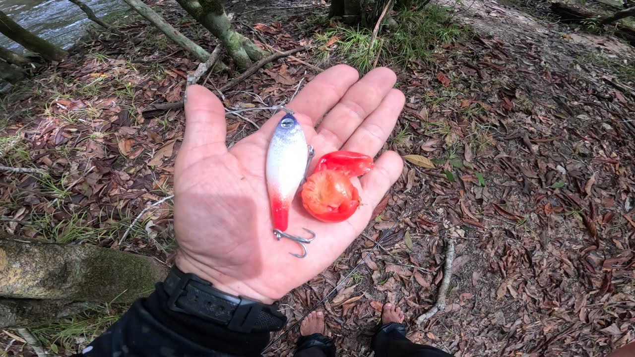 ESSA ISCA SUPEROU O LAMBARI  E AGORA SUPERA ATE AS FRUTAS! Pescaria.