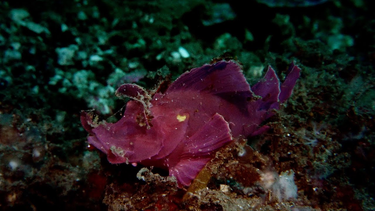 Diving Lembeh, August 2024