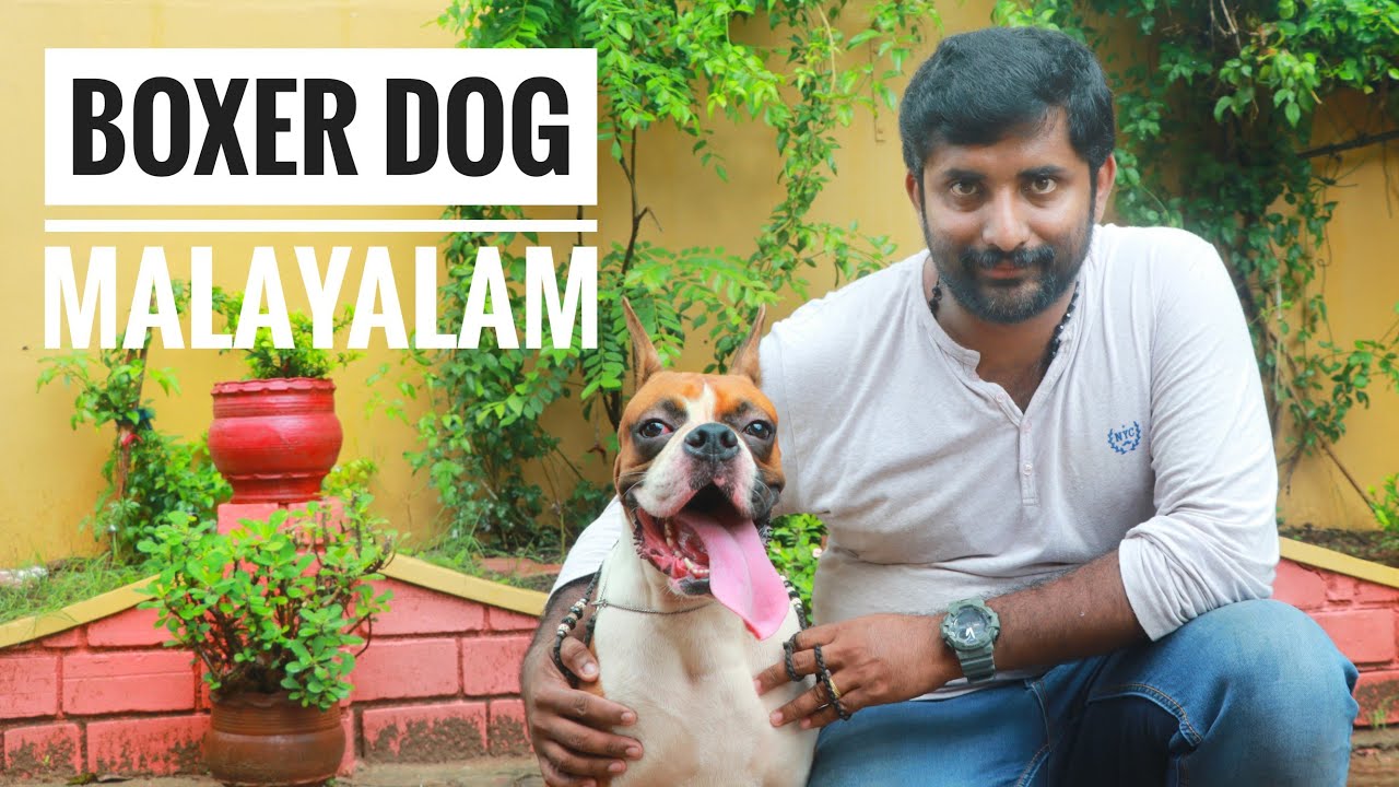 Boxer Dog Malayalam | Kamath Kennel's kasaragod