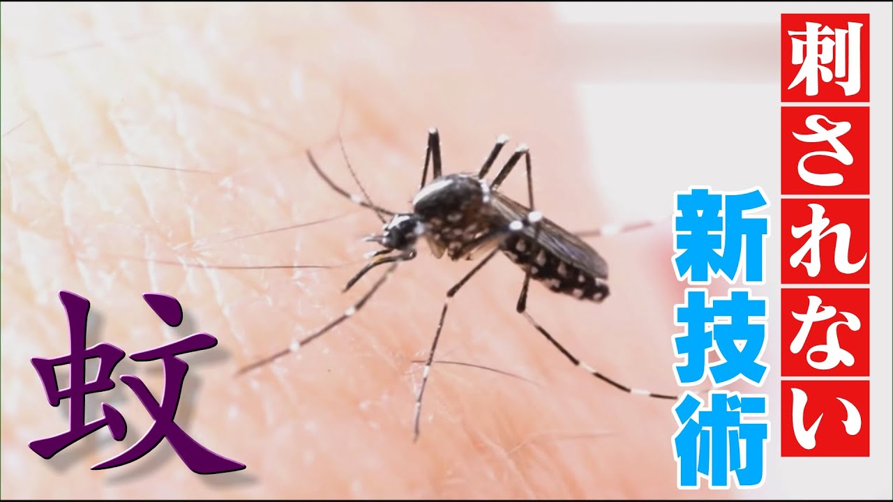 蚊が止まりたくても止まれない⁉ 刺されないための画期的なクリーム 実は“最も危険な生物” 研究最前線