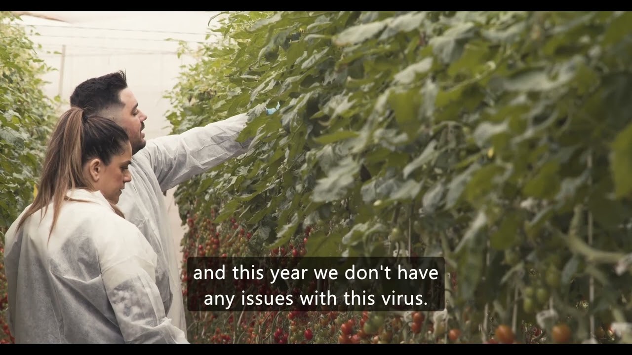 Tomatoes that Work for You testimonial - English subtitle