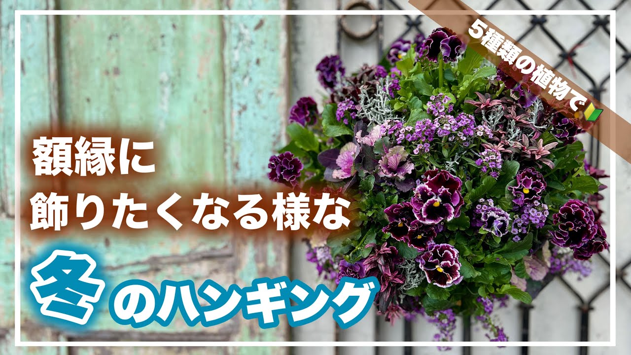 絵になるスミレを使ってシックでかっこいいハンギングバスケット【寄せ植え道場】