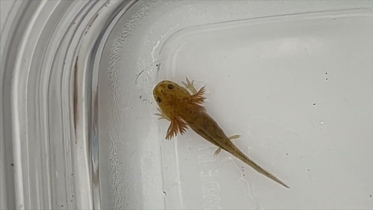 Raising Baby Axolotls