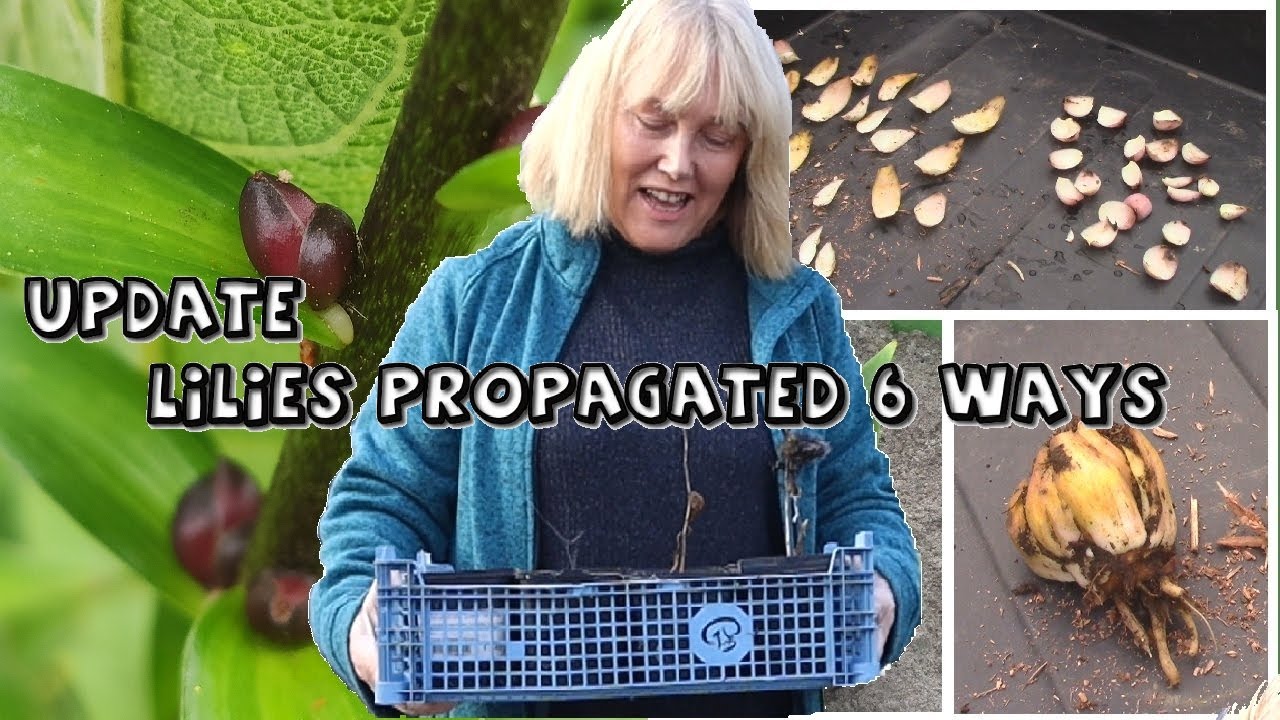 UPDATE on 6 Ways to Propagate Lilies || Surprise Result