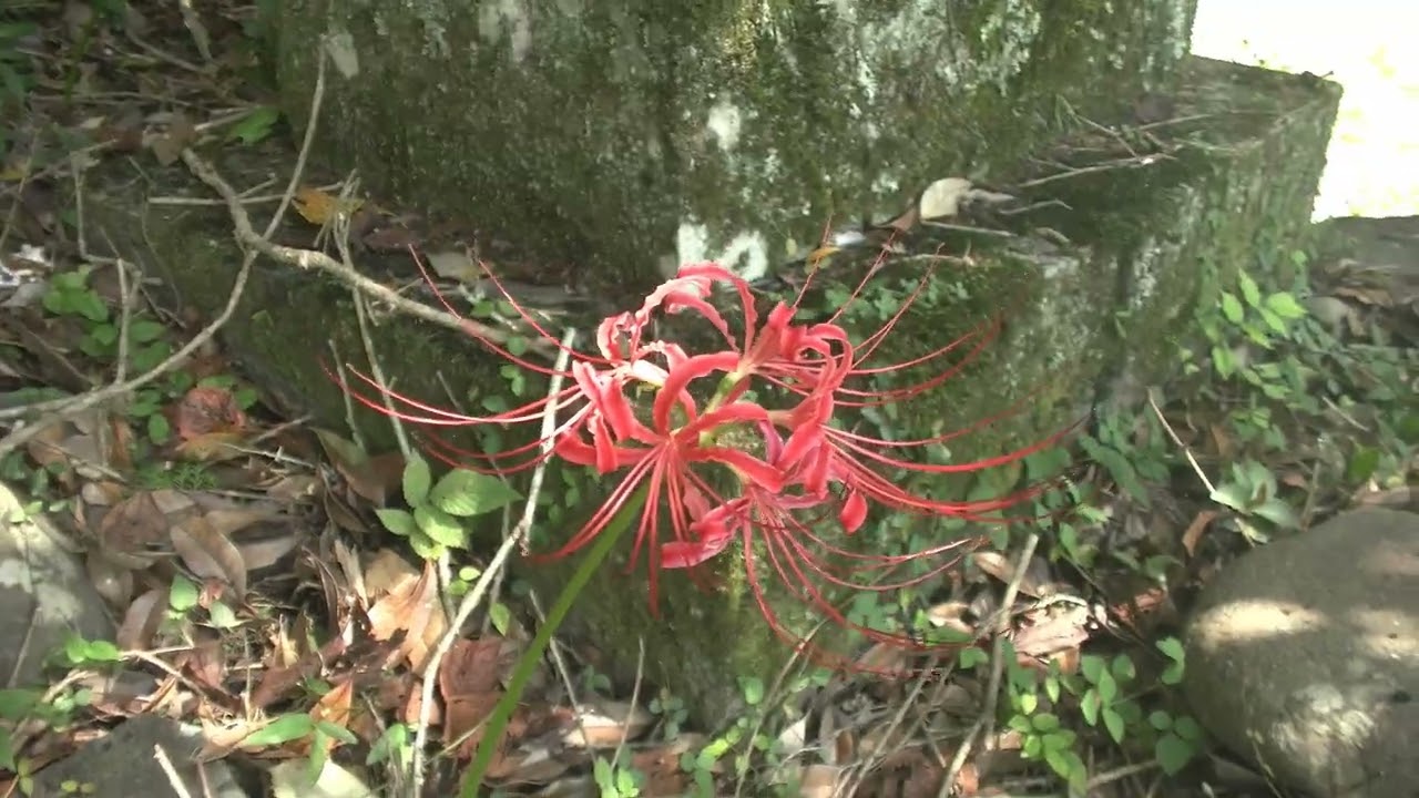 広見大本神社（愛媛県道280号線）北宇和郡鬼北町