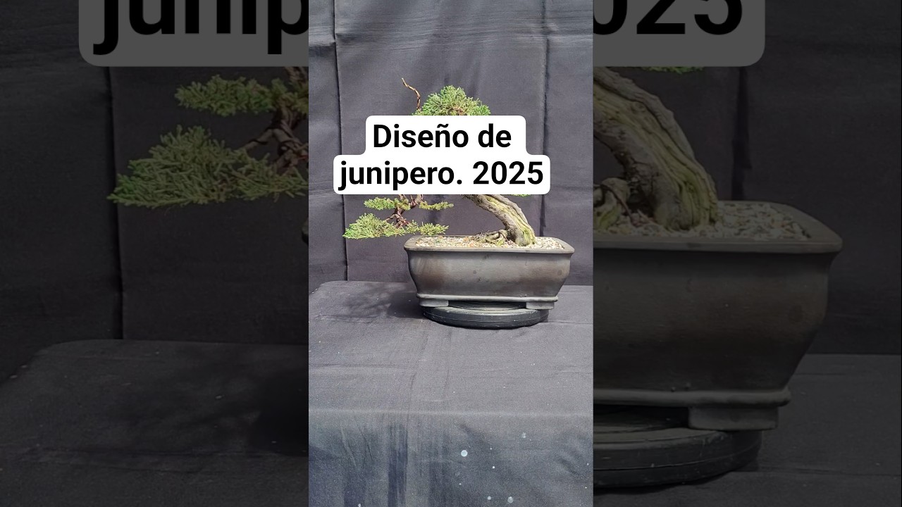 Diseño de junipero. 2025. 