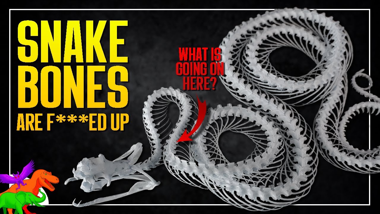 Совершенно странные скелеты змей | BUSTED BONES