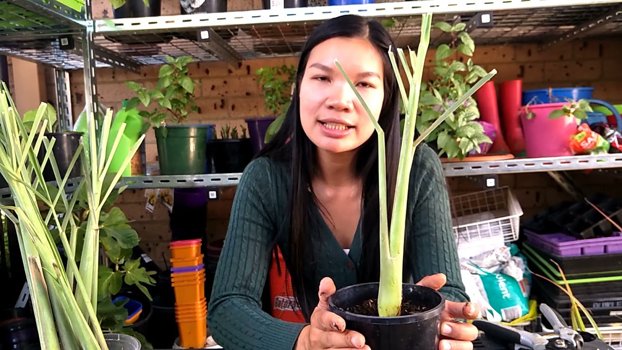 Growing a lemongrass bush from a single stalk