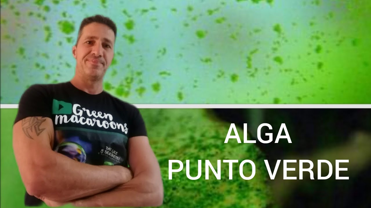 Alga PUNTO VERDE