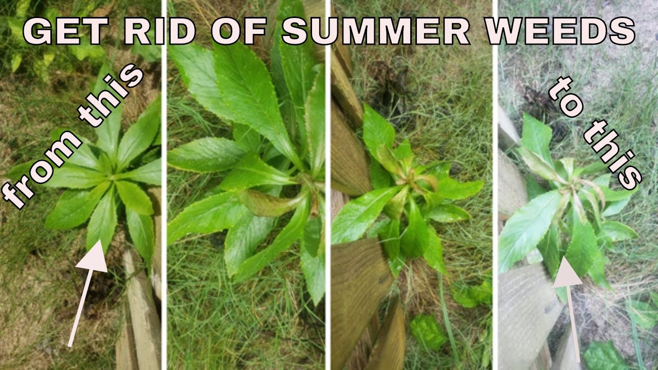 How to get rid of weeds in the summer