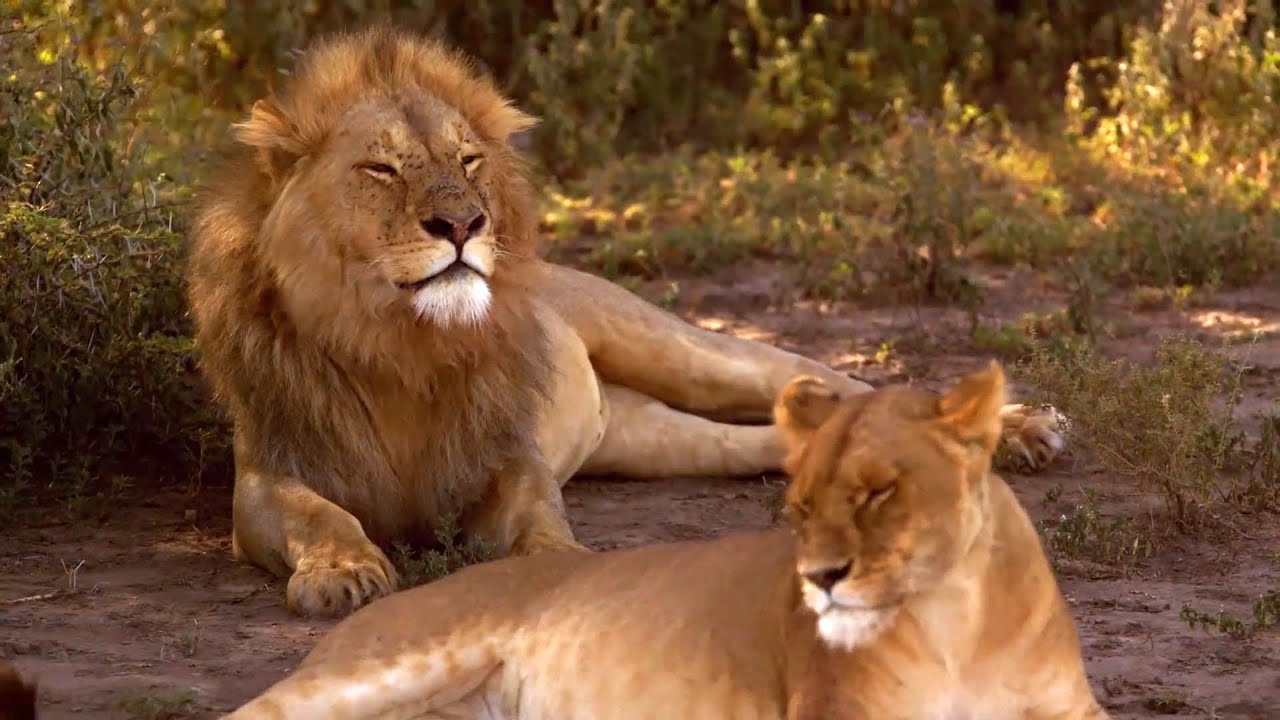 Arthur L’aventurier - Lion, lionne, lionceaux