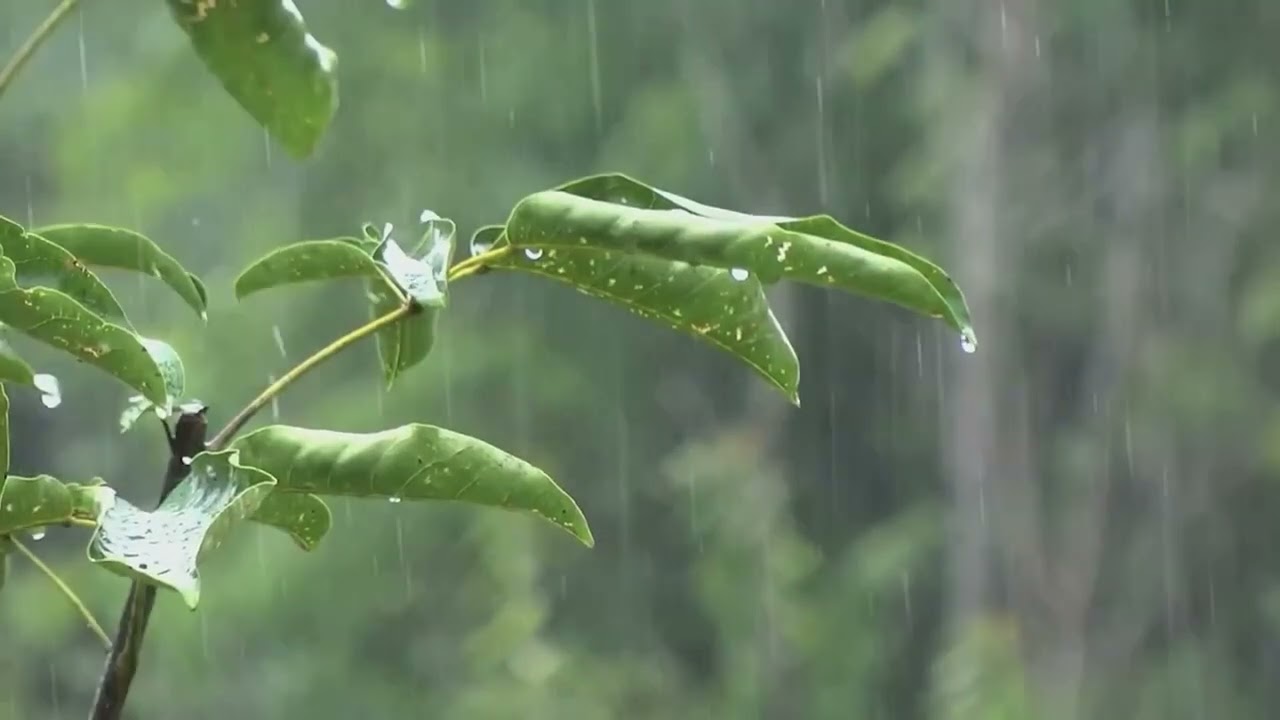 Heavy Stormy Night to Sleep Instantly | Thunderstorm, Intense Rain on Tin Roof #44