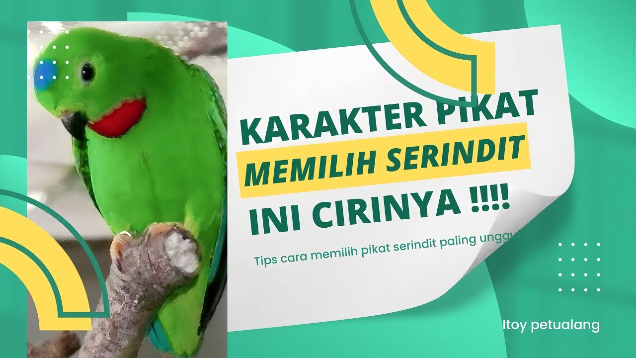 В этой черте виден боевой характер Сериндита!!! Это определенно будет лучшая приманка!!!