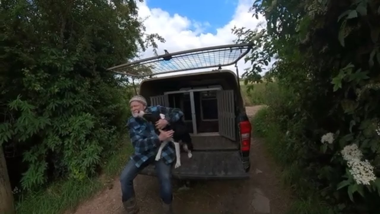 Sheepdog Training: A Beginner's Journey