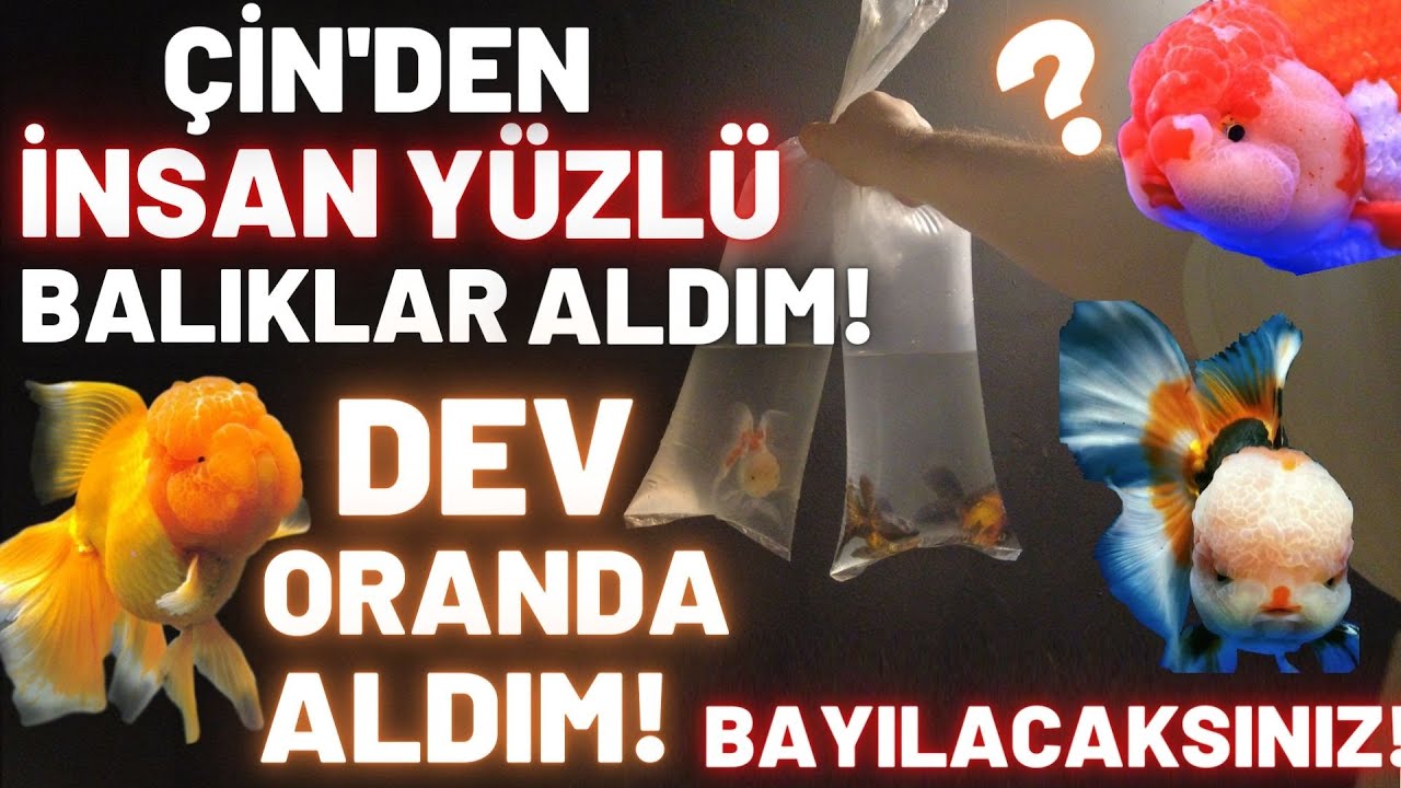 ÇİN'DEN BEBEK YÜZLÜ DEV ORANDA JAPON BALIKLARI ALDIM! #akvaryum #oranda_gold_fish #japonbalığı