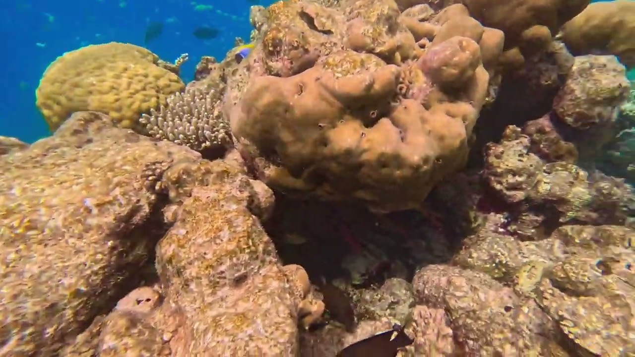 Swimming along the reef at Nika island in 2025