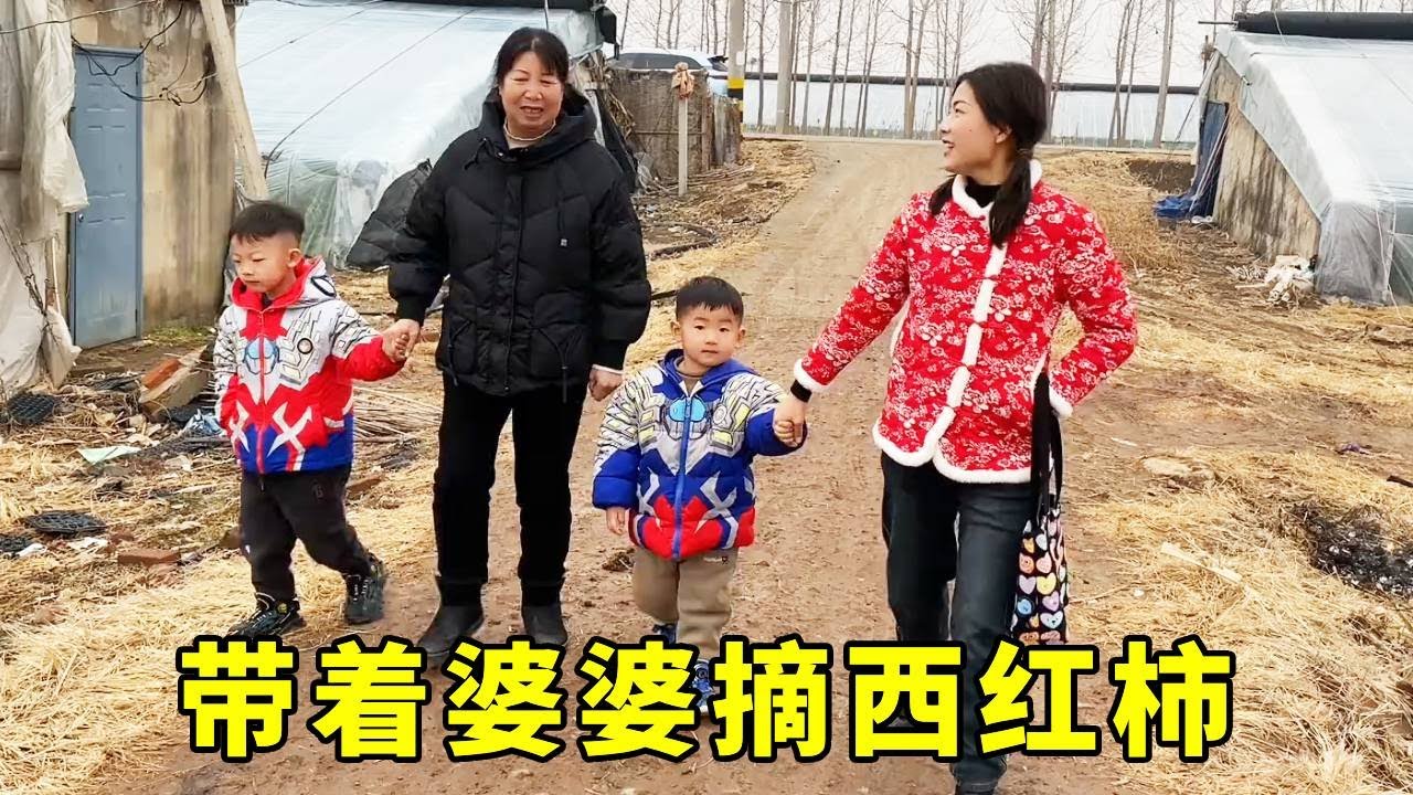 老家的西红柿熟透啦，带着婆婆摘了满满一大桶，酸酸甜甜的吃着超爽口！