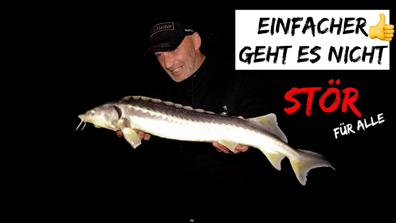 So EINFACH ist Störangeln | Waldemar fängt Fische sogar im Schlaf 😁