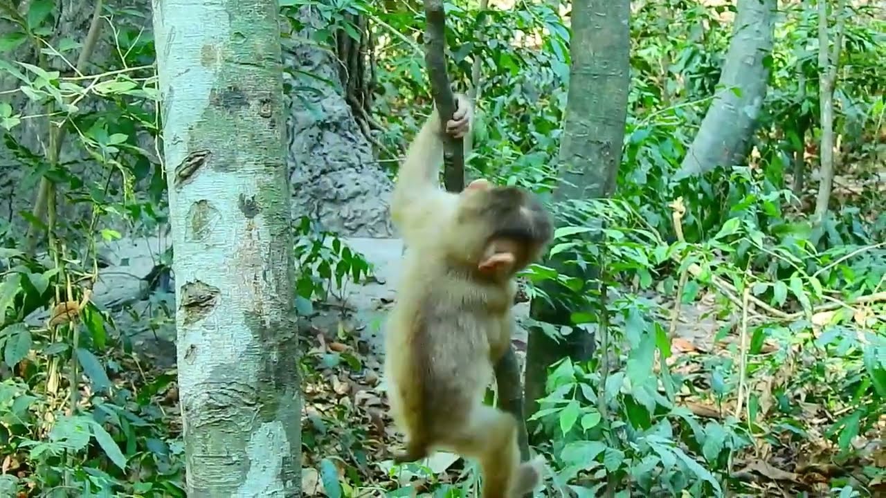 Poor abandoned monkey in Savana TeamSavana Team