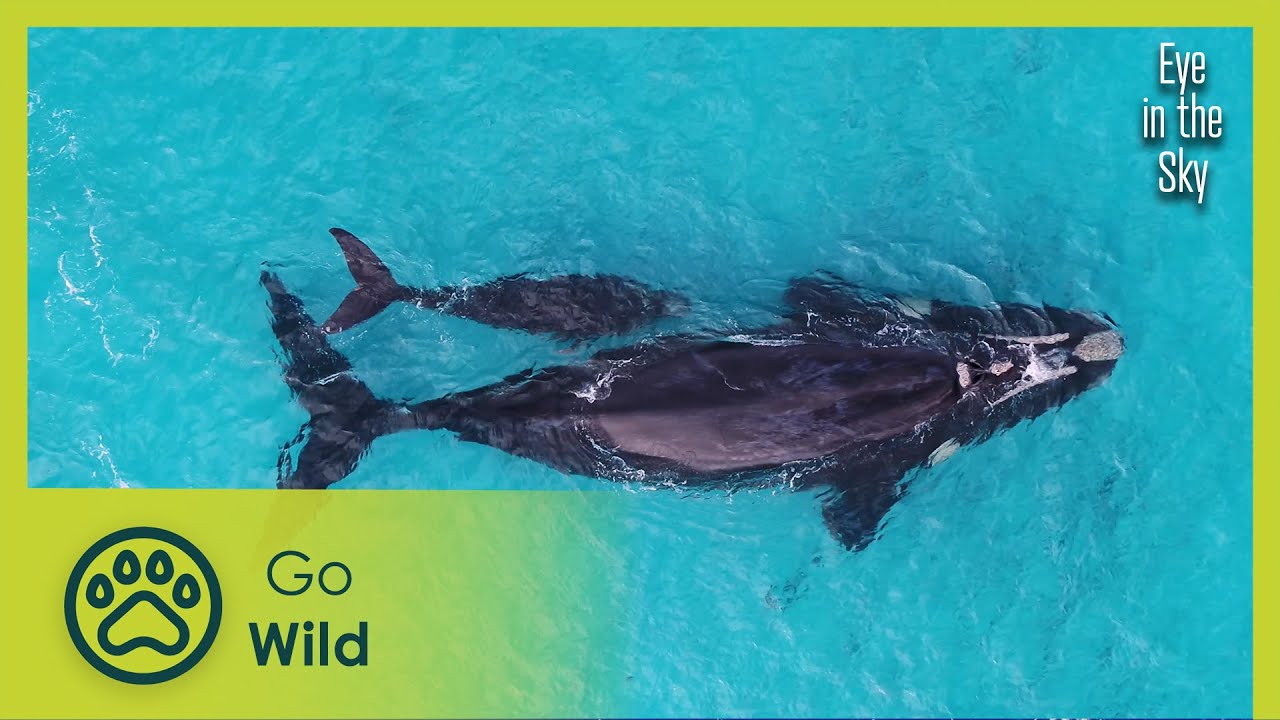 Western Australia | Eye in the Sky 3/5 | Go Wild
