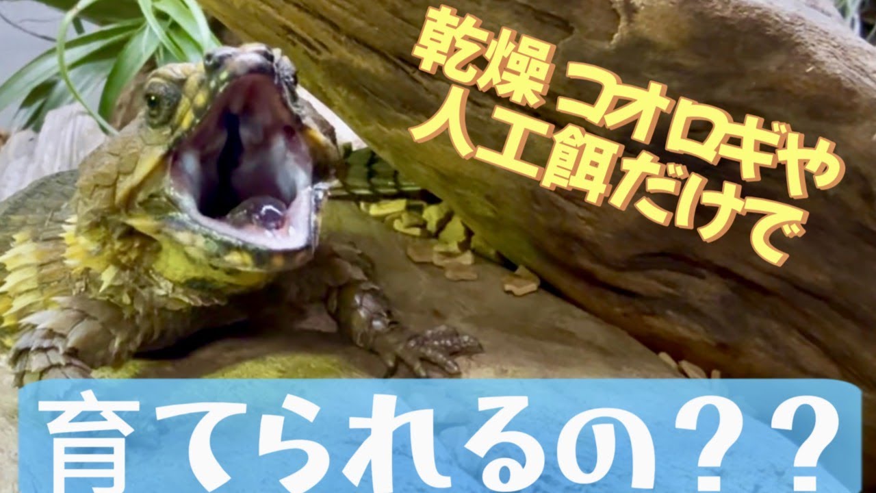 アルマジロトカゲの餌事情！生き餌なしでの飼育は可能？