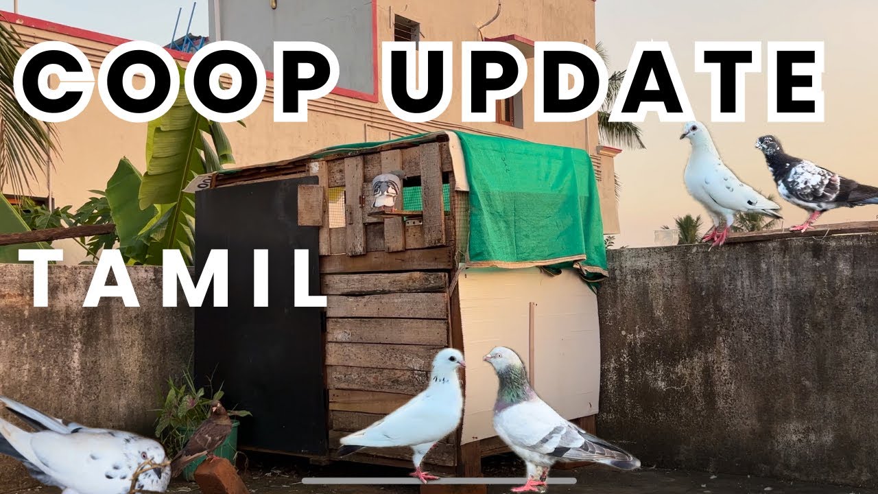 புறா🕊️✅Coop💥Update🔴 #purakoondu #tamil #pigeon #loft #kabootar #புறா #தமிழ் #chennai #chennaibirds 