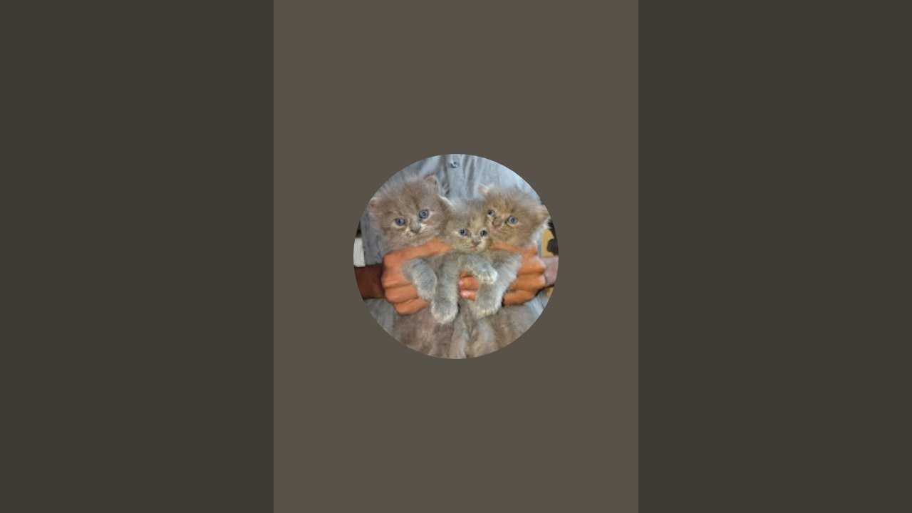 cat kingdom  is live!