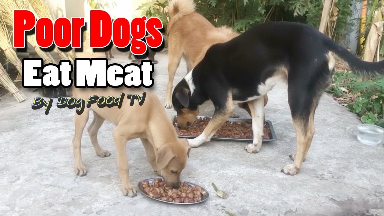 Poor Dogs Eat Meat episode 639 By Dog Food TV