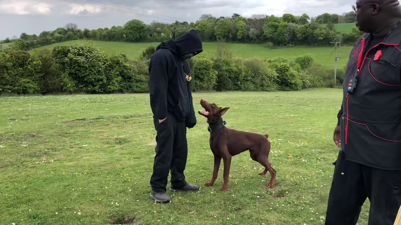 Doberman Duke 17 months dual intruder containment