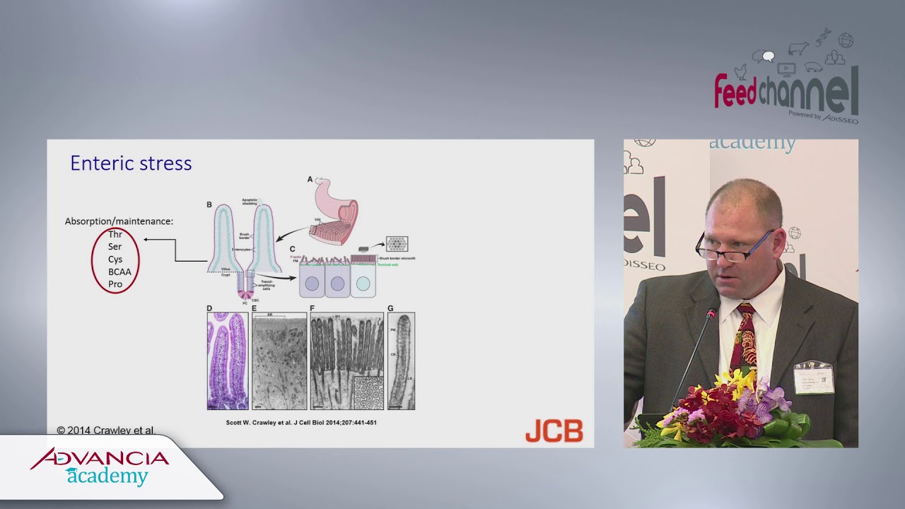 Diet amino acid considerations in poultry under stress, Advancia 2018 (Bangkok)