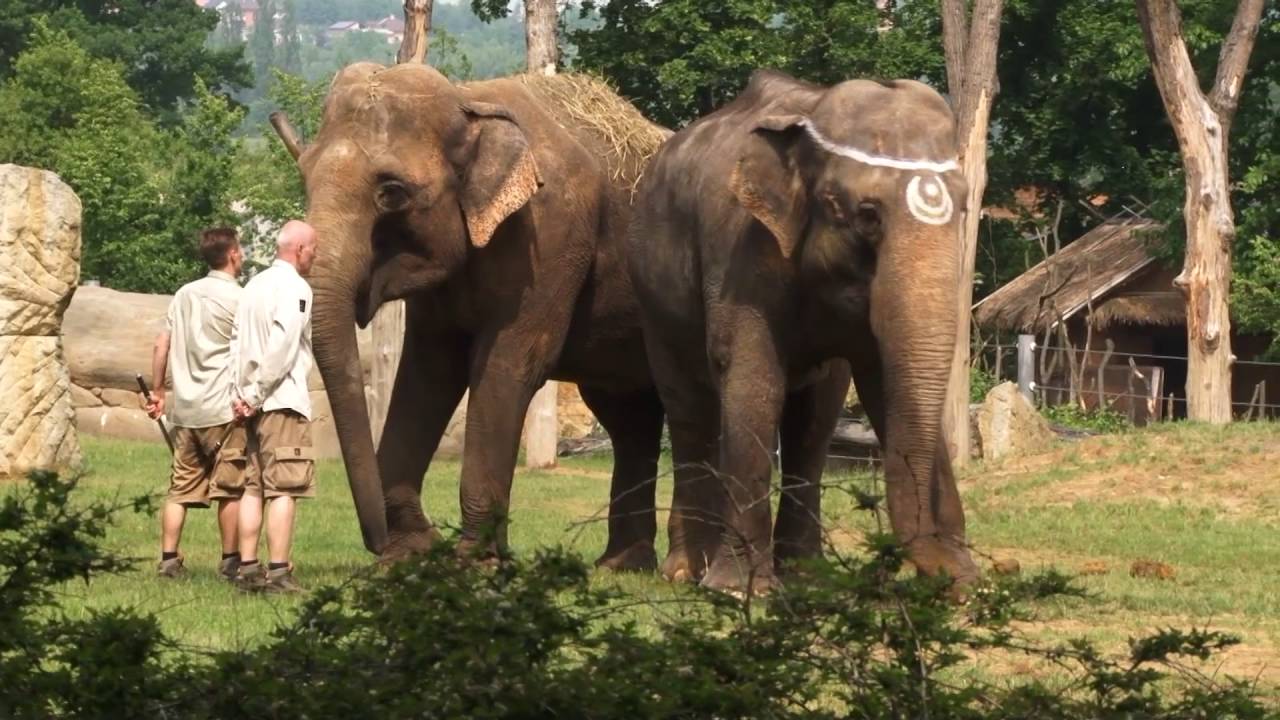 Oslava 50. výročí příchodu Gulab do Zoo Praha