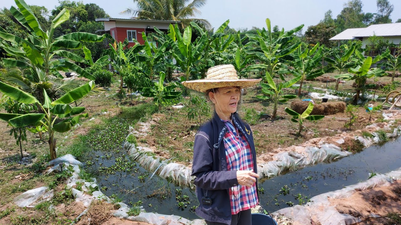 สุดๆแล้วทำไม่ถึงปีพื้นที่1ไร่!!สวยถูกใจจริงๆ..จากคนไม่มีเวลาและไม่เคยทำเกษตรมาก่อน