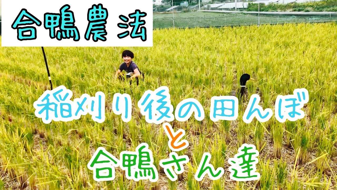 稲刈り後の田んぼと合鴨さん達【合鴨農法】
