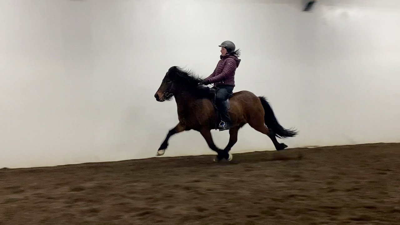 Island - Horseshopping Januar 22 Tag 5 - Islandpferde - Verkaufspferde