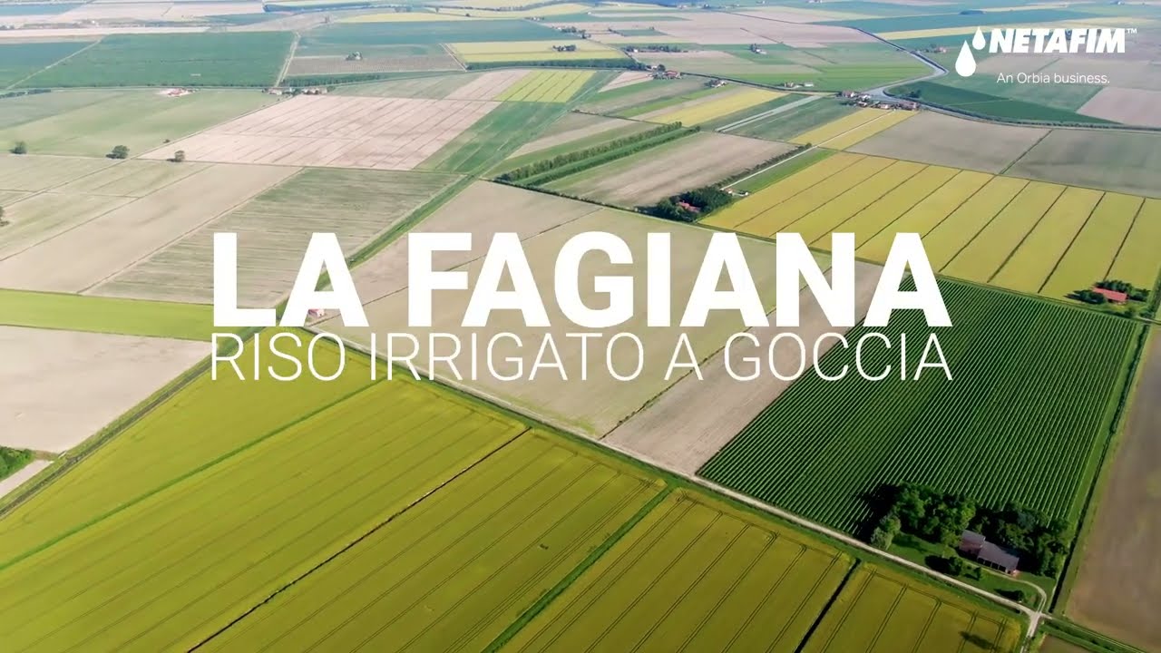 La Fagiana ha scelto l'irrigazione a goccia Netafim per il riso carnaroli