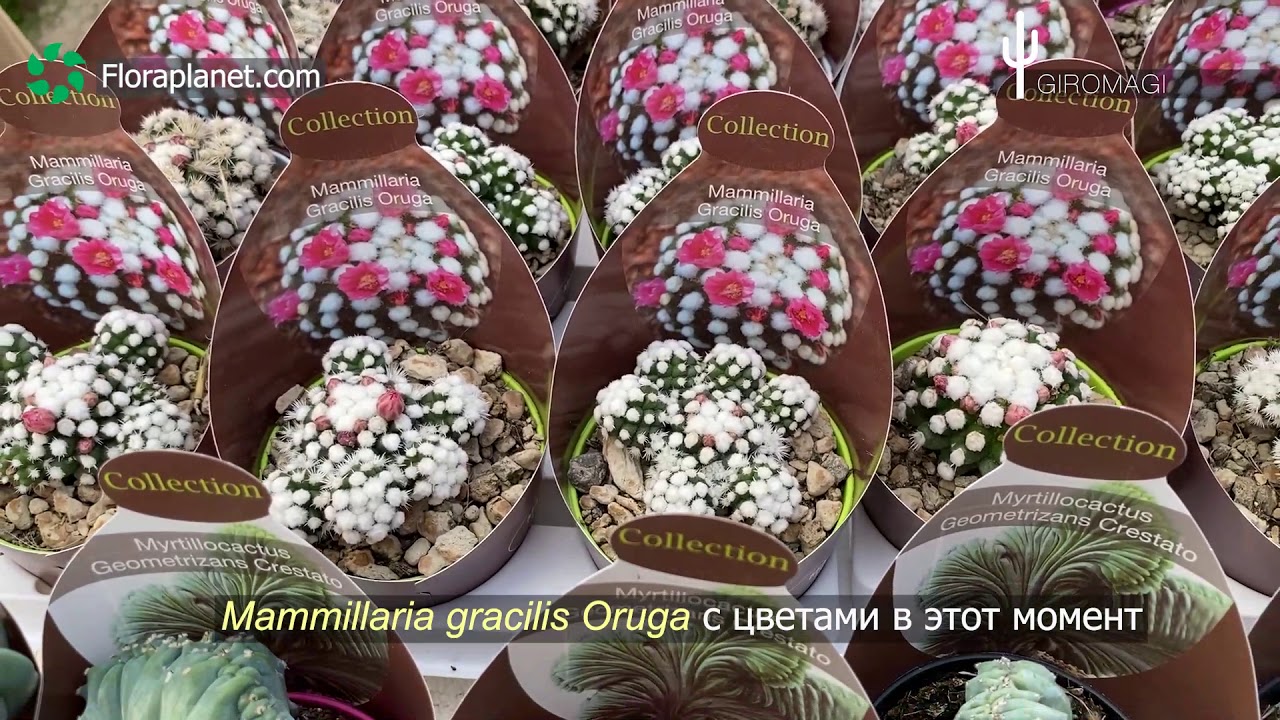 🌵GIROMAGI НАВСЕГДА - 3 (d6,5 упаковки, цветущие, Эхеверии)