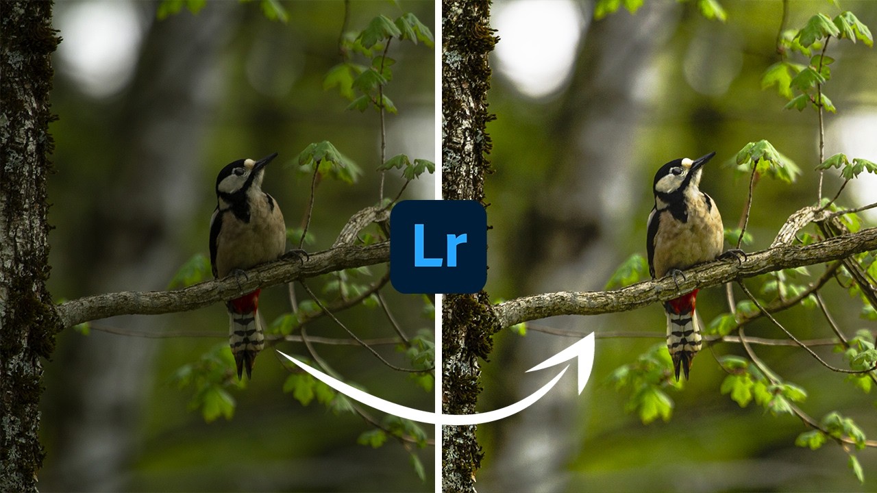 Comment je retouche une photo animalière - Tuto Lightroom