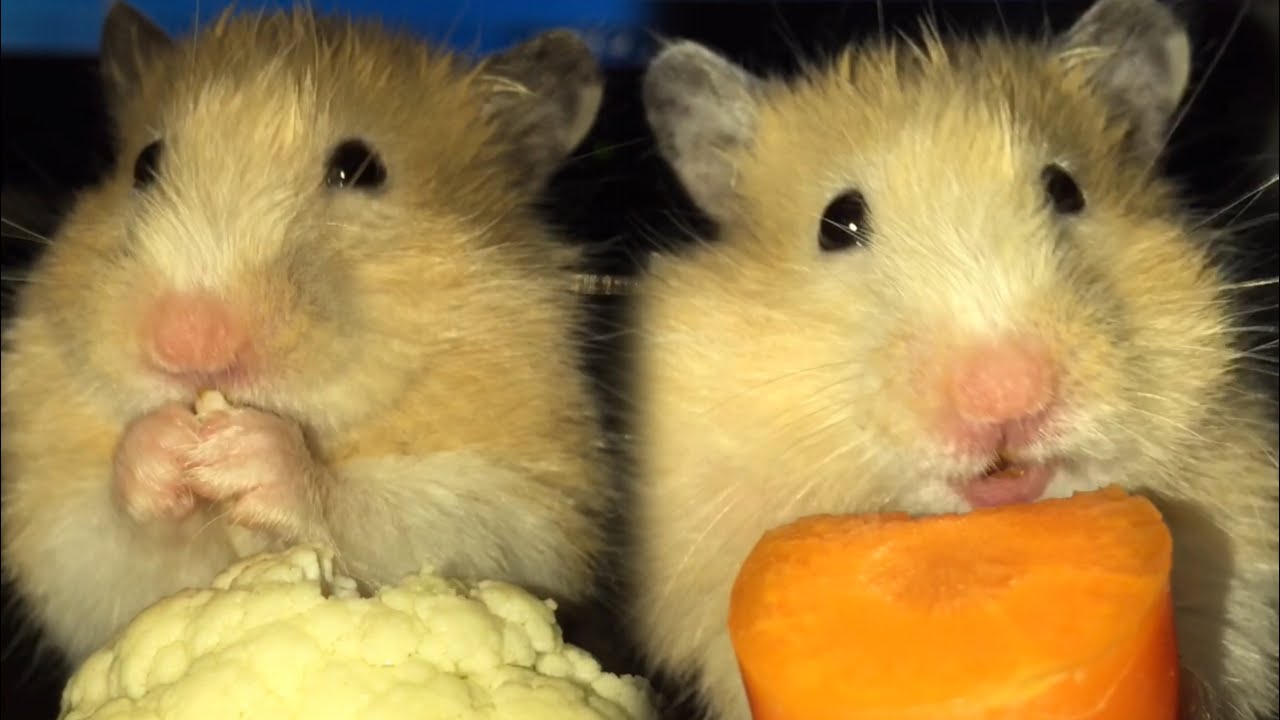 Hamster Chim2x🐹 eating cauliflower & carrot 🥕 | ASMR
