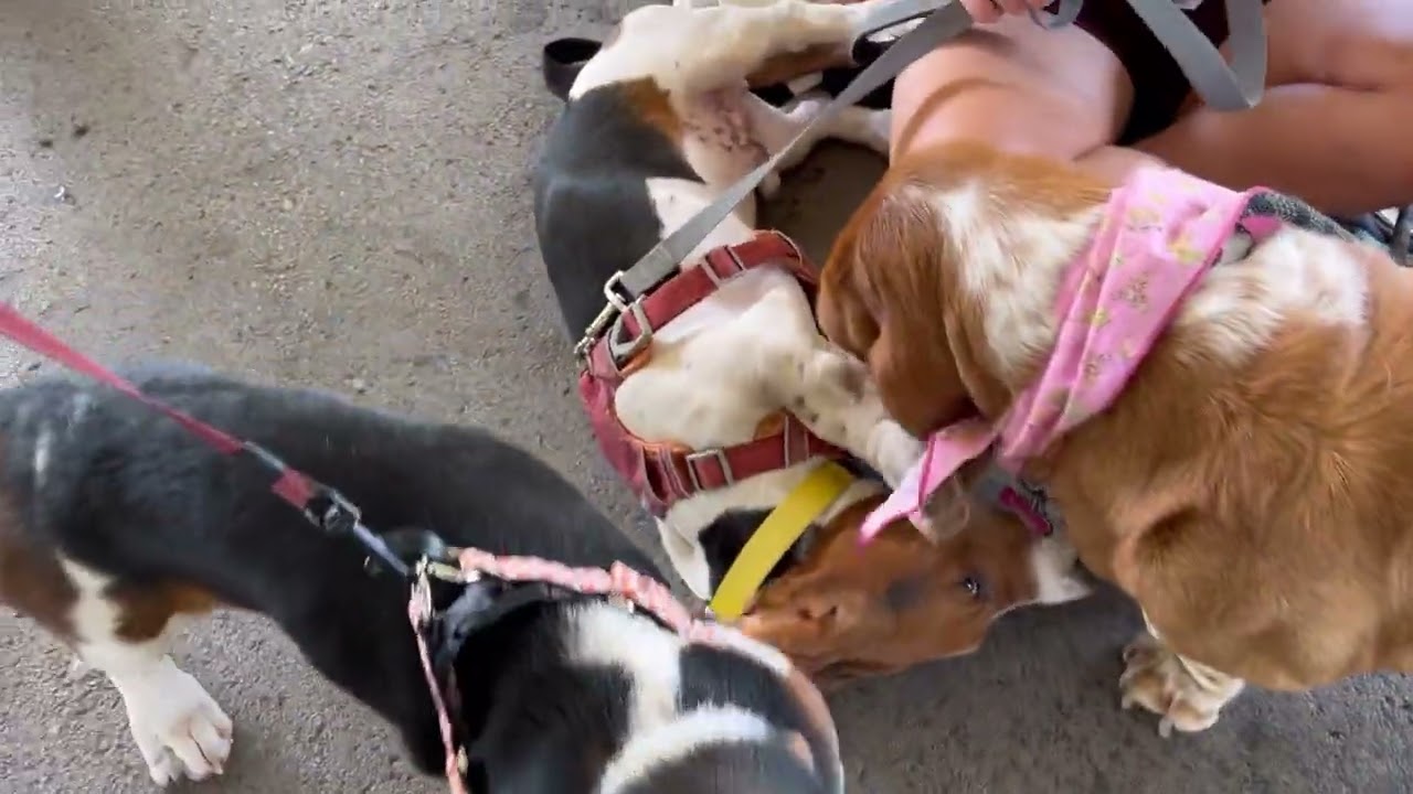 2022 BellyRubs Basset Waltz!