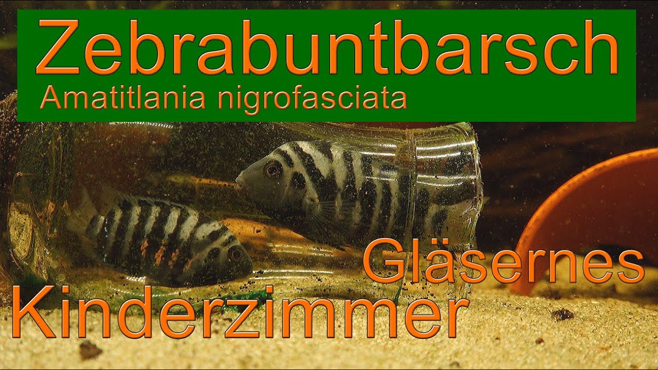 Zebrabuntbarsche | gläsernes Kinderzimmer | Convict Cichlid | vitreous nursery | +engl. subtitle