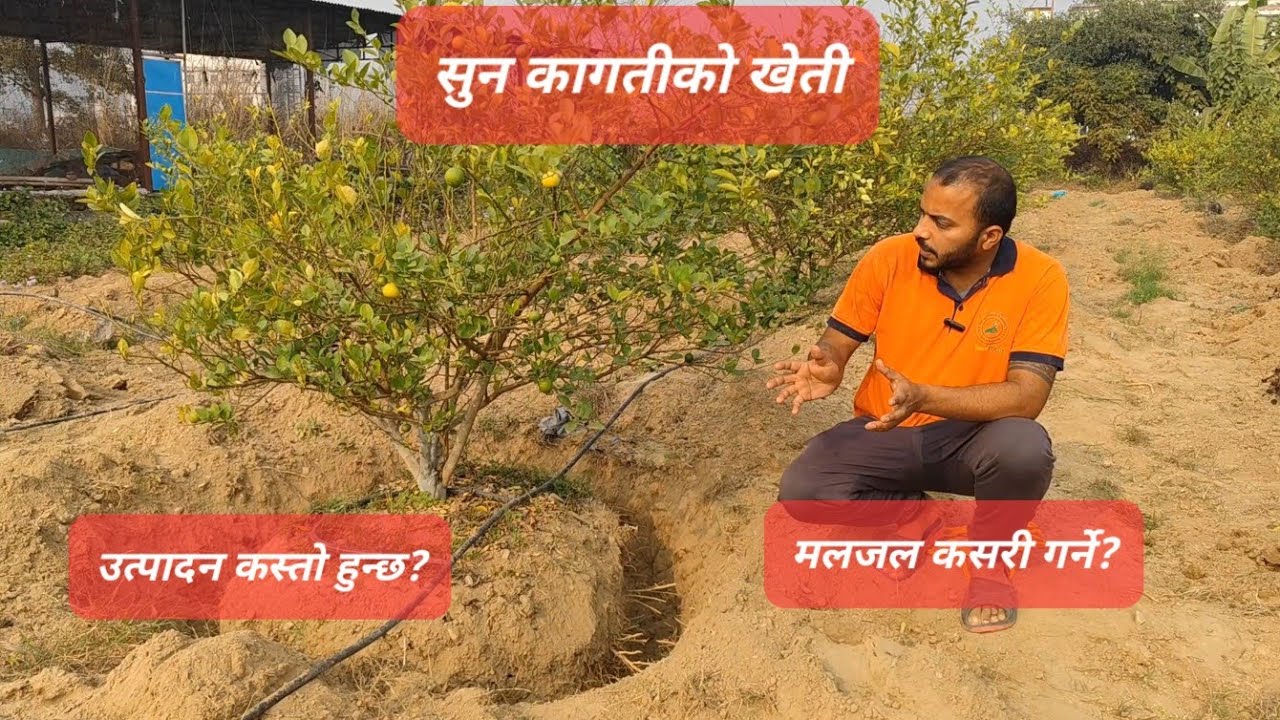 सुन कागती खेती। उत्पादन कस्तो हुन्छ? गोठेमल कसरी राख्ने? Sun kagati kheti in nepal | kagati kheti|