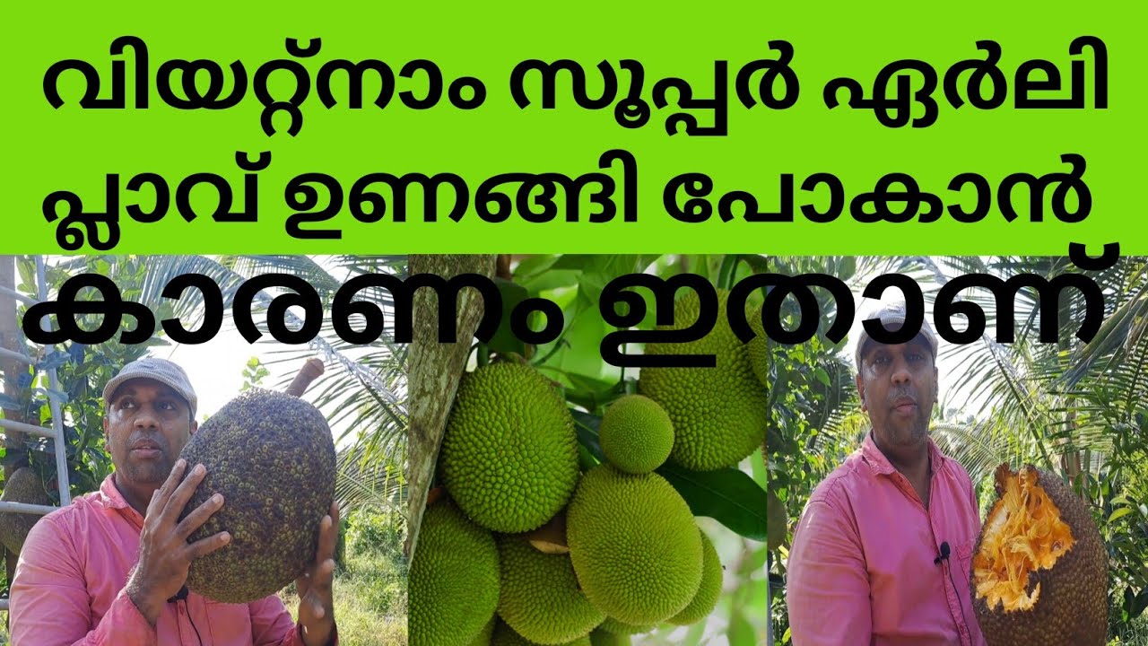 വിയറ്റ്നാം സൂപ്പർ ഏർളി ചക്ക വിളവെടുപ്പ് 2026 ജനുവരി @kl40moneyfarming 