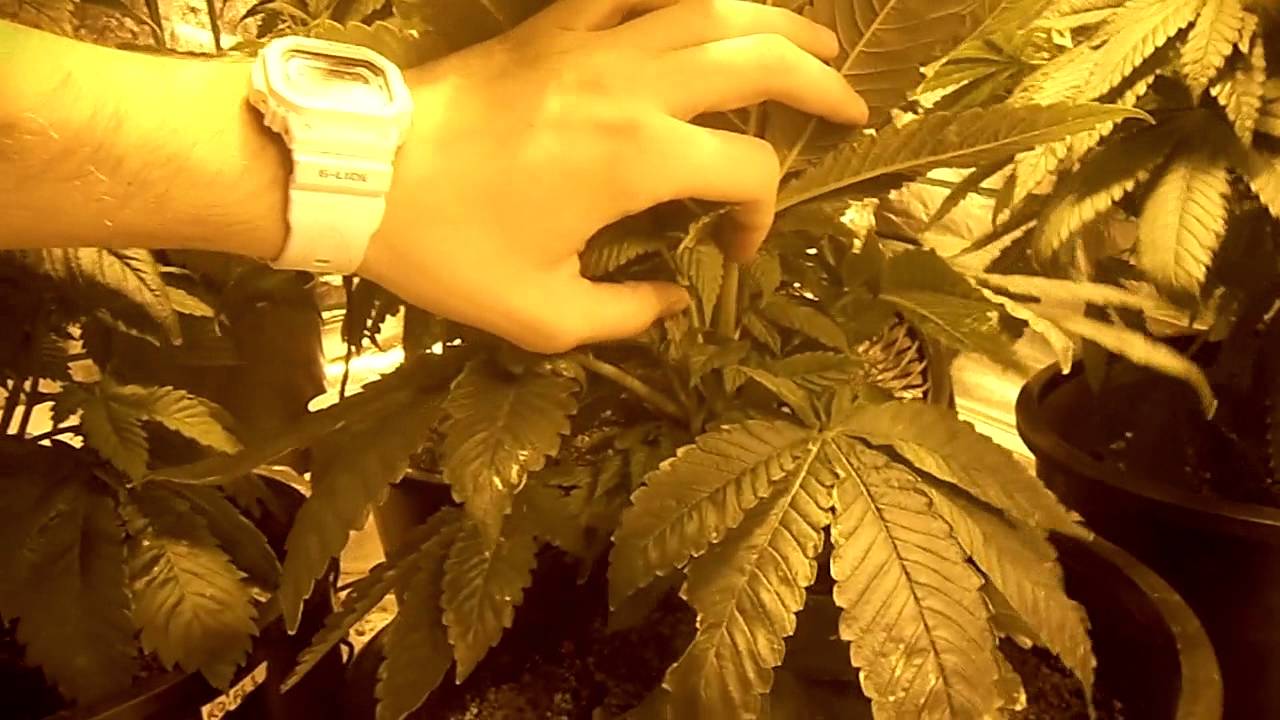 Growing GHS Bubba Kush AND DP White Widow.