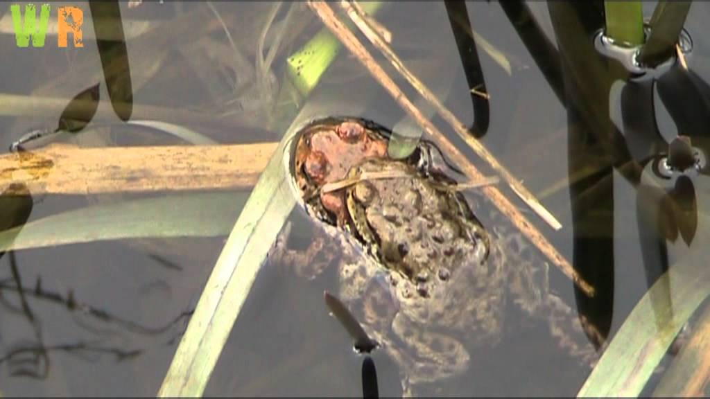 Common Toads - Courtship Chaos