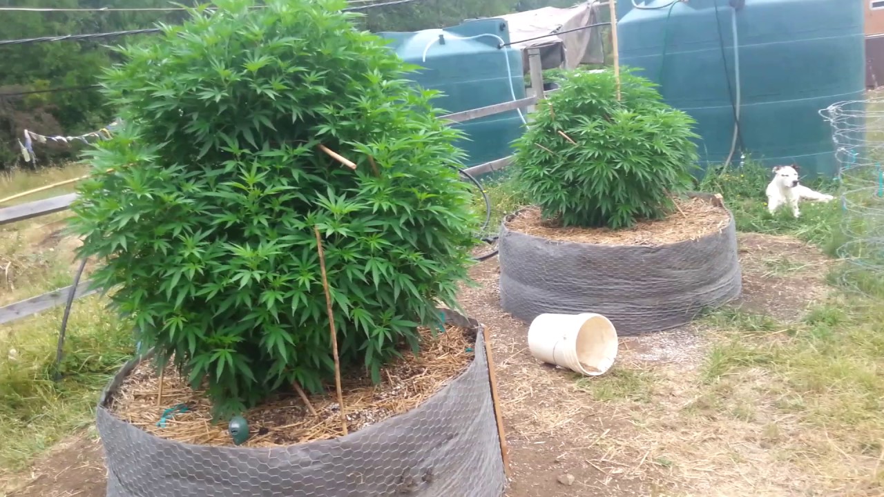 Mmj grow