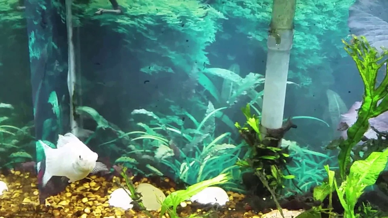 Algae Problems? Get a Rubber Lip Pleco.
