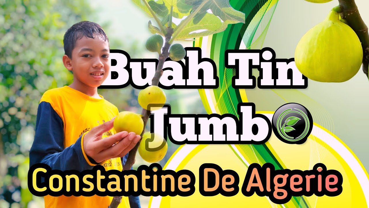 Buah Tin Jumbo Kuning CDA Constantine De Algerie