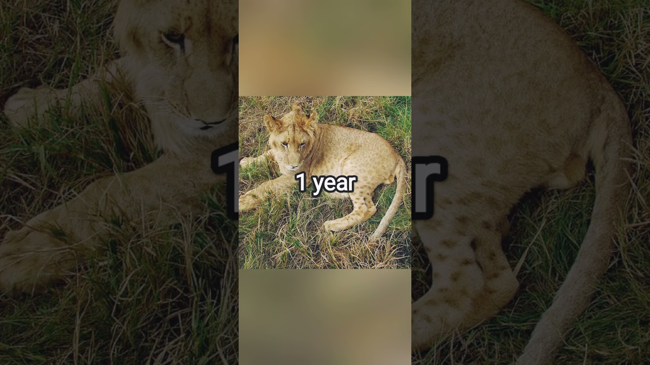 lion cub growth 1 day to forest king👑👑