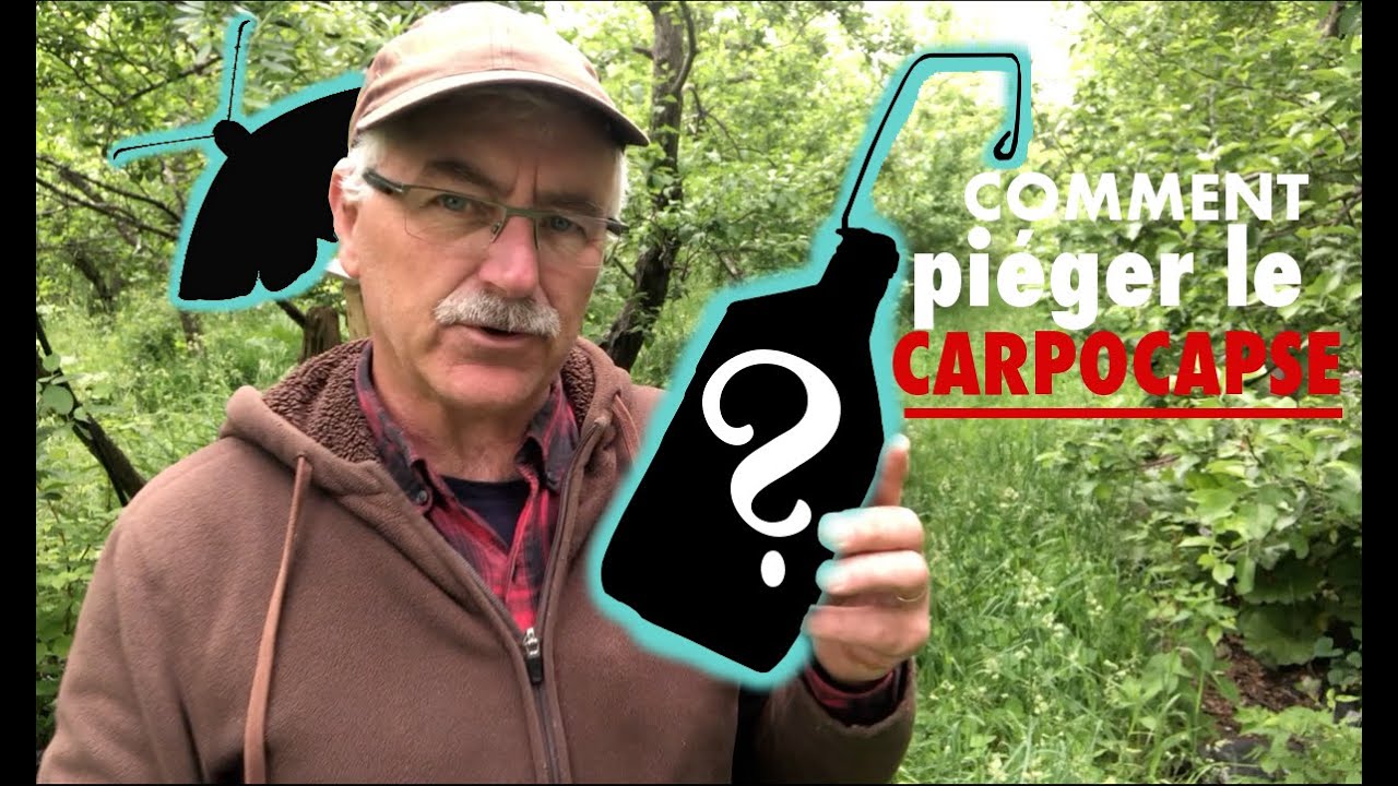 COMMENT PIÉGER LE CARPOCAPSE?