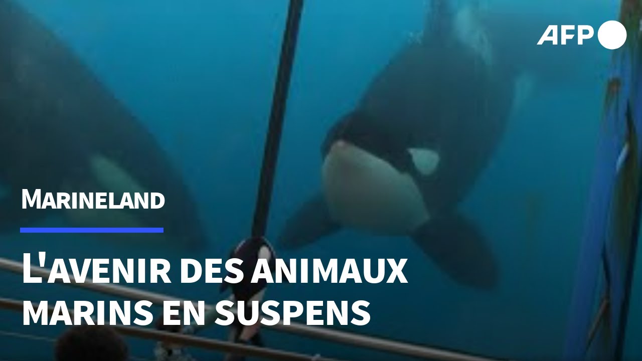 Fermeture de Marineland : l'avenir des orques et des animaux marins en suspens | AFP
